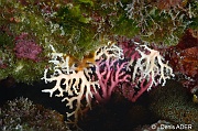Styleaster-rosea Corail dentelle-Bonaire 1000steps-13m-20180222-Denis-ADER-DSC_7488_tn